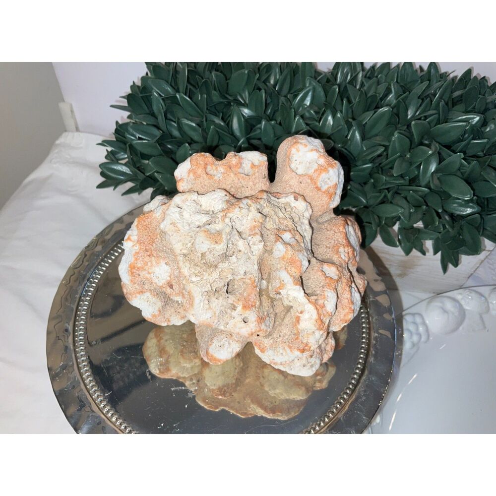 Natural Brain Coral Specimen – Large Lobed Coral Skeleton Coastal Decor